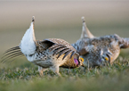 Sharp-tailed grouse displaying for a mate