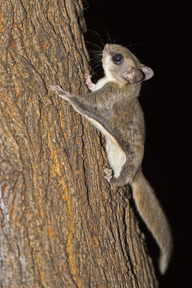 Southern flying squirrel at night perched on a tree