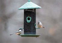 Black-capped chickadees at a feeder