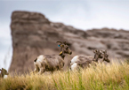 Several bighorn sheep with butte in background