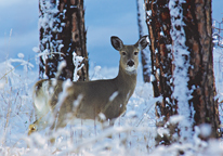 Antlerless deer in snowy woods