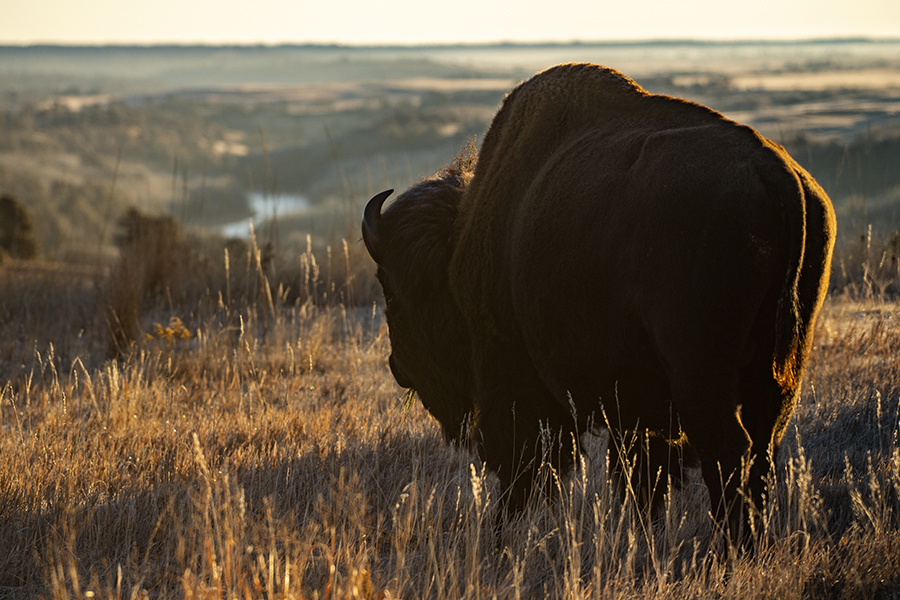 An American bison on a hilltop overlooking the Niobrara River.