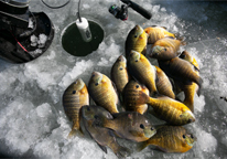 Pile of bluegill next to ice-fishing hole