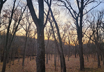 Woodlands at sunset along the Platte River corridor