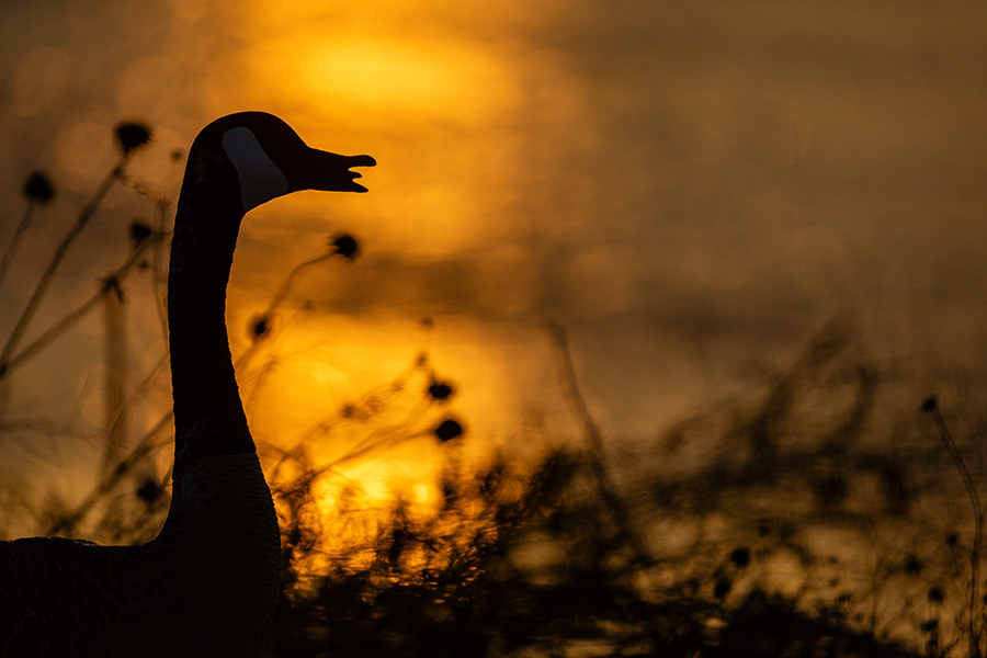 Silhouette of a Canada goose at sunset by the Platte River.