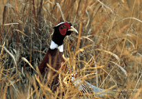 Pheasant in grassy field