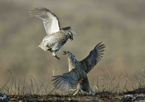 Sharp-tailed grouse performing mating displays