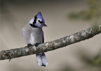 Blue jay on a branch. Photo credit: Chris Masada