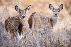 Two white-tailed deer looking at the camera