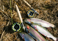 Rainbow trout laying on grass with rod and reel