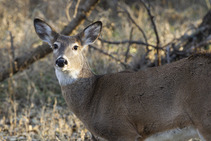 Antlerless deer in a field