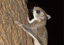 Flying squirrel on a tree trunk at night