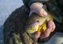 Angler holding a bluegill caught through the ice