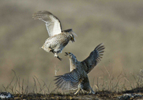 Sharp-tailed grouse displaying 