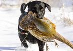 Hunting dog retrieving a pheasant in snow