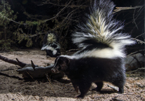 Striped skunk with tail in air