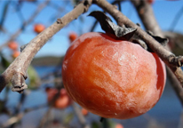 Closeup of persimmon fruit in winter