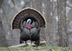 Merriam's turkey in spring woods