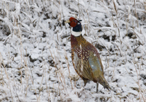 Rooster pheasant in snowy field