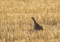 Sharp-tailed grouse in wheat stubble