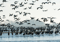 Sandhill cranes gathering along the Platte