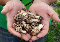 Someone's hands holding morel mushrooms