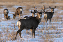 Mule deer in Sheridan County