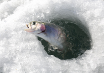 Rainbow trout being caught through the ice