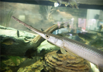 A longnose gar swimming in a tank at the Nebraska state fair