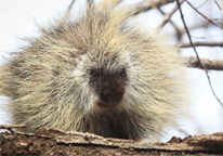 Porcupine on a log