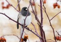 Dark-eyed junco in a tree