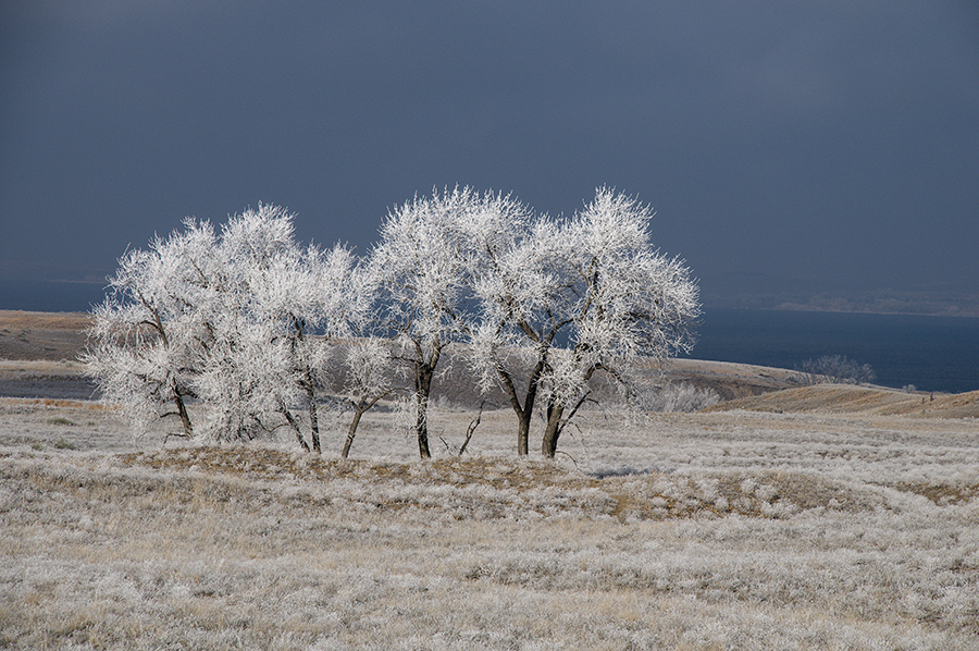 Trees covered in hoarfrost on frosty field