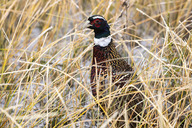 Rooster pheasant in snowy field