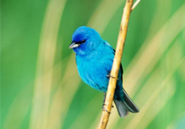 Bright blue bird on a branch