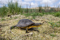 Blanding's turtle crawling in grass