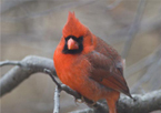 Male cardinal on a branch in winter