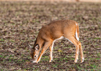 Deer grazing on emerging winter wheat