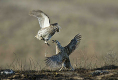 Sharp-tailed grouse performing mating dance