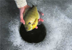 Angler practicing catch-and-release through the ice