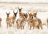 A group of pronghorn in frost-covered field