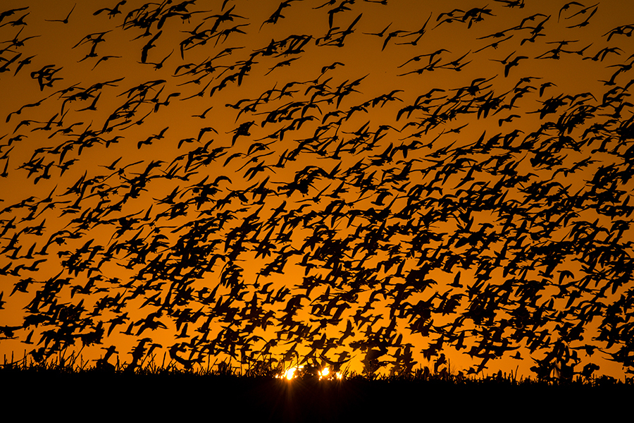 Silhouettes of large flock of snow geese flying against orange sunset