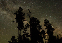 The Milky Way shines behind ponderosa pine trees at Chadron Creek Ranch Wildlife Management Area.