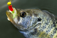 Closeup of crappie being caught