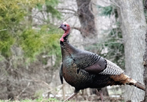 Tom turkey walking through the spring woods