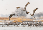 Sandhill cranes flying over the Platte River