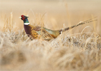 Rooster pheasant in grassy field