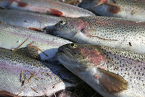 Closeups of a pile of rainbow trout