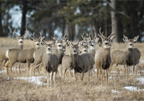 A group of mule deer with forest in the background