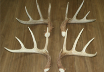 A pair of shed antlers laying on a table