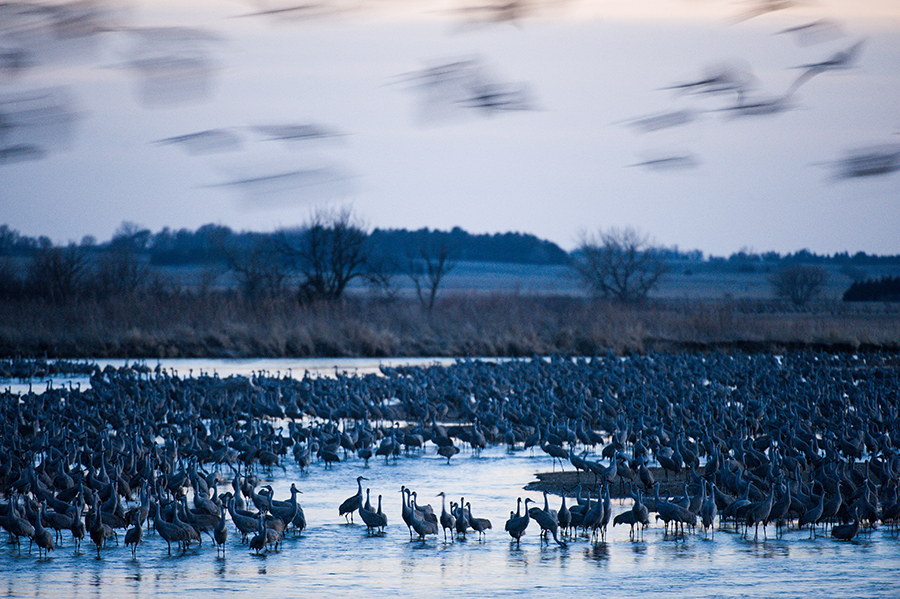 A large group of sandhill cranes on the Platte River at blue hour, with some flying overhead.